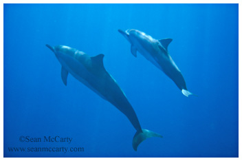 Spinner Dolphins, Kailua Kona, Hawaii